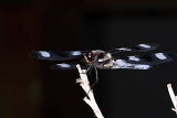 Dragonfly.jpg