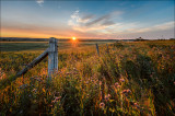 A TCH Sunrise