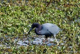 LITTLE BLUE HERON