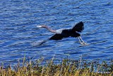 LITTLE BLUE HERON