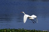 GREAT EGRET