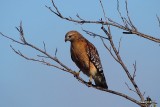 RED-SHOULDERED HAWK