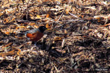 AMERICAN ROBIN