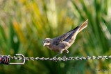 NORTHERN MOCKINGBIRD