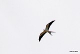 SWALLOW-TAILED KITE