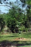 new trees planted at arboretum