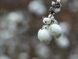 Snowberry