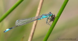 Blue-tailed Damselfly - with lunch