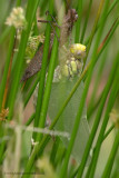 newly emerged Dragonfly