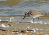 Dunlin - Krrsnppa.jpg