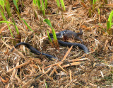 Snok och Padda - Natrix natrix  with a Bufo bufo - .jpg