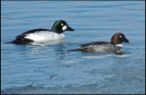 Knipa - Goldeneye - Bucephala clangula .jpg