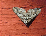 Svartbandad frostmtare - Agriopis leucophaearia - .jpg