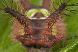 Saddleback Caterpillar6924ar.jpg