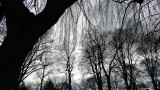 DSC00990.JPG