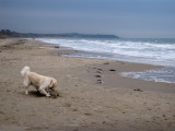 Digging at Curracloe  Beach, Wexford