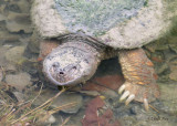 Snapping Turtle