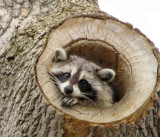 Raccoon