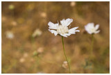 Scabiosa caucasica alba