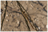 Sympetrum danae (fem)