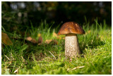 Leccinum scabrum  