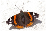 Vanessa atalanta 