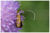 Nemophora matallica