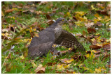 Sparrowhawk 