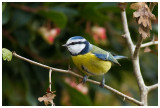 Blue Tit 