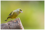 Greenfinch 