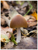 Inocybe sp.