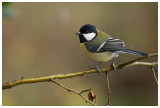 Great Tit 