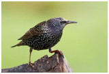 Common Starling 