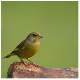 Greenfinch 