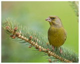 Greenfinch