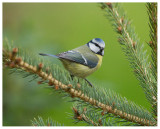 Blue Tit 