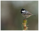 Coal Tit 