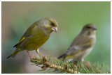 Greenfinch 