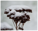 winter garden