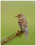 Brambling (female)