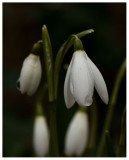 Galanthus nivalis 