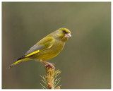 Greenfinch 