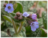 Pulmonaria officinalis 