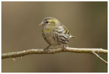Siskin (female) 