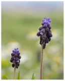 Muscari botryoides 