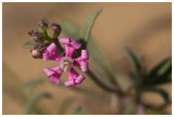 Silene colorata