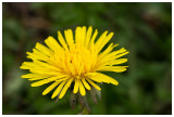 Taraxacum sp  