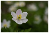 Anemone nemorosa  