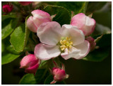 Apple blossom