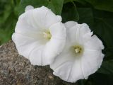 Calystegia sepium